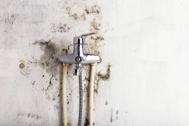 Best Fast Mold Removal  in La Cresta, CA