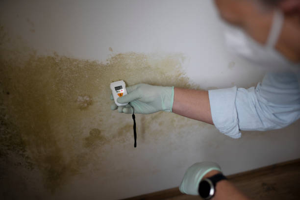 Best Mold Damage Repair  in La Cresta, CA