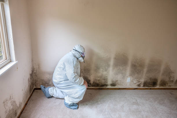Best Commercial Mold Removal  in La Cresta, CA